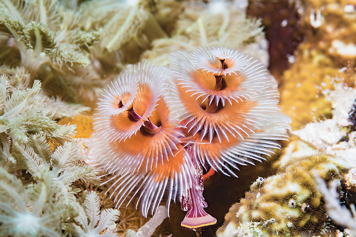 Christmas tree worms Christmas tree worms  Spirobranchus giganteus . These polychaete worms live in a tube attached to coral or rock. They extend radioles  feather like tentacles  into the water to trap passing food particles., by GEORGETTE DOUWMA SCIENCE PHOTO LIBRARY