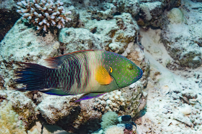 Broomtail wrasse Broomtail wrasse  Cheilinus lunulatus ., by GEORGETTE DOUWMA SCIENCE PHOTO LIBRARY