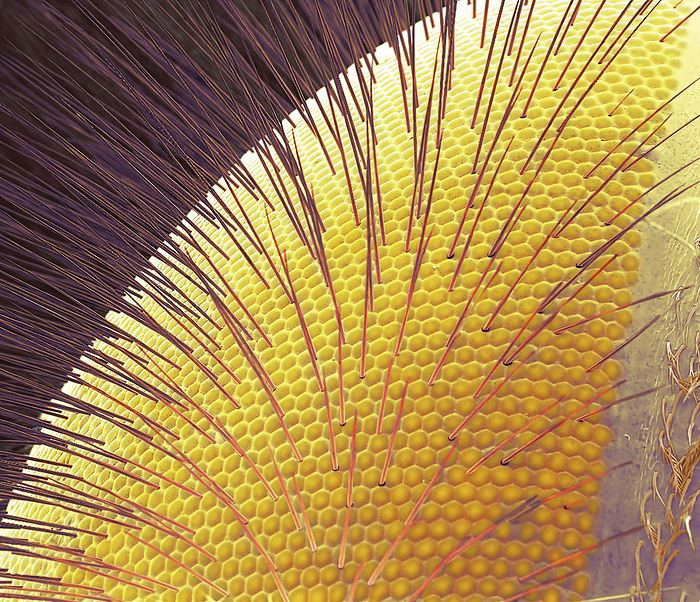 Bee eye, SEM Bee eye. Coloured scanning electron micrograph  SEM  of the compound eye of a honey bee  Apis mellifera . Protective hairs cover its surface. The eye consists of many visual units, known as ommatidia. Each ommatidium consists of an outer cuticle covering a lens, beneath which is a group of light sensitive cells known as the retinula. Nerve fibres from the retinula converge onto the optic nerve, relaying visual signals to the brain. The image seen by insects with compound eyes is thought to be a mosaic image, poorly focused but good at detecting movements. As well as two large eyes either side of its head, a bee has three simple or ocelli eyes on the top of its head. These detect light  but not shapes , meaning that a bee can sense if it is being approached from above by a predator.Magnification: x250 when printed at 10cm wide, by STEVE GSCHMEISSNER SCIENCE PHOTO LIBRARY