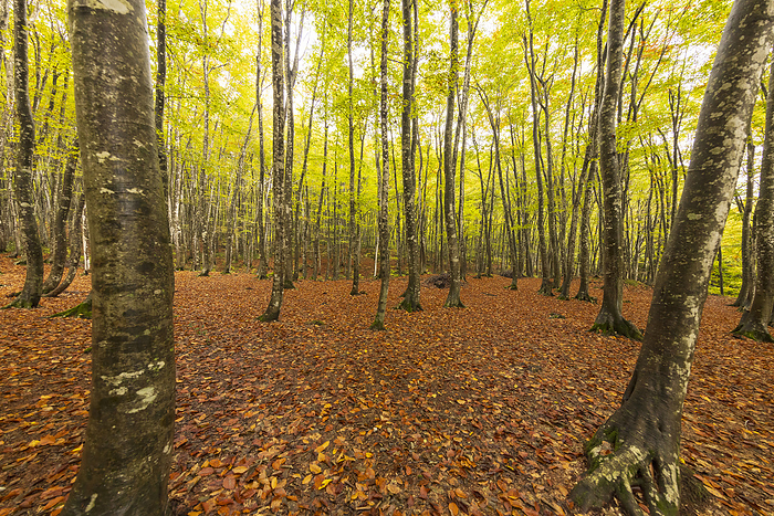 Beautiful beech forest 90-year-old beech forest Autumn leaves of beech