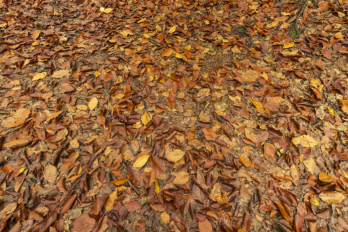 Fallen leaves Beautiful beech forest 90-year-old beech forest Autumn leaves of beech