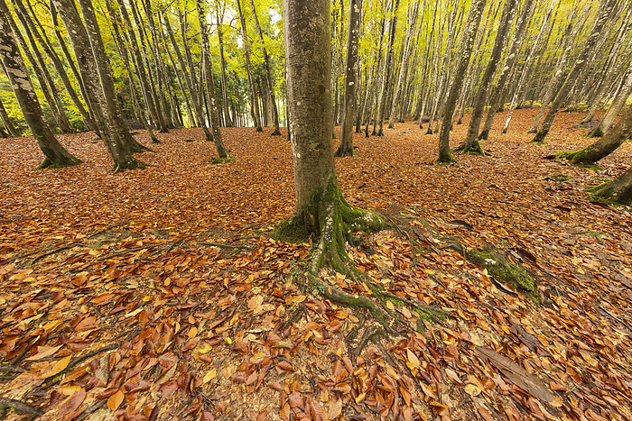 Beautiful beech forest 90-year-old beech forest Autumn leaves of beech