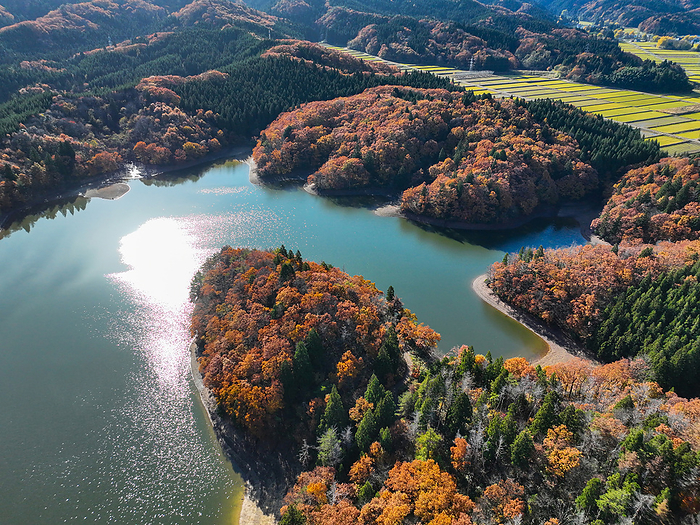 Oyachi Tsutsumi Autumn leaves Hakusan Drone photography