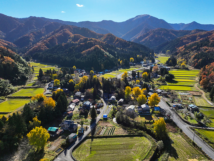 Gingko Autumn Leaves Golden Village Drone photography