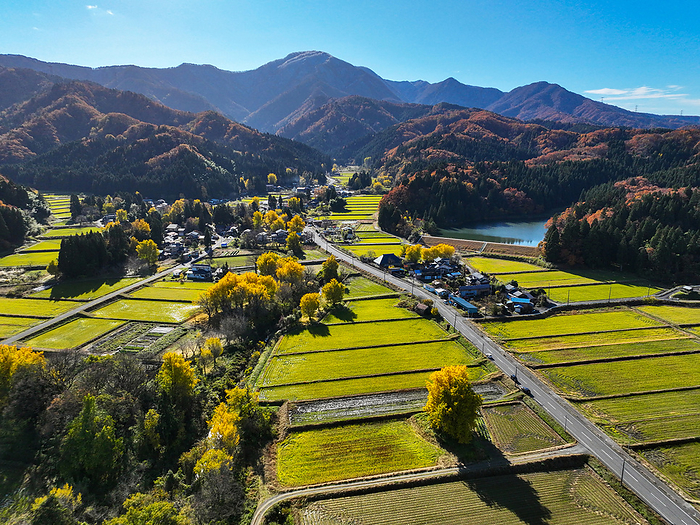 Gingko Autumn Leaves Golden Village Drone photography