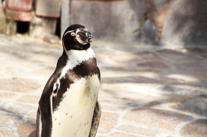 Upright zoo cape penguins