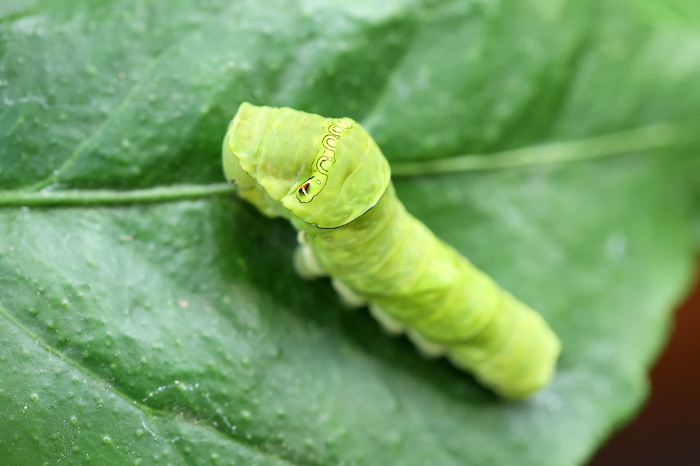 Swallowtail larva feeding on lemon leaf Caterpillar