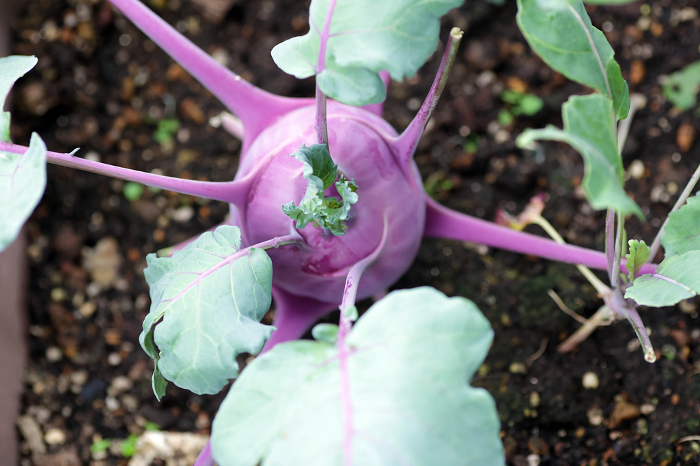 Big grown red-purple kohlrabi Vegetables Vegetable garden