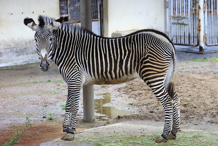 Grevy's zebra Tama Zoo