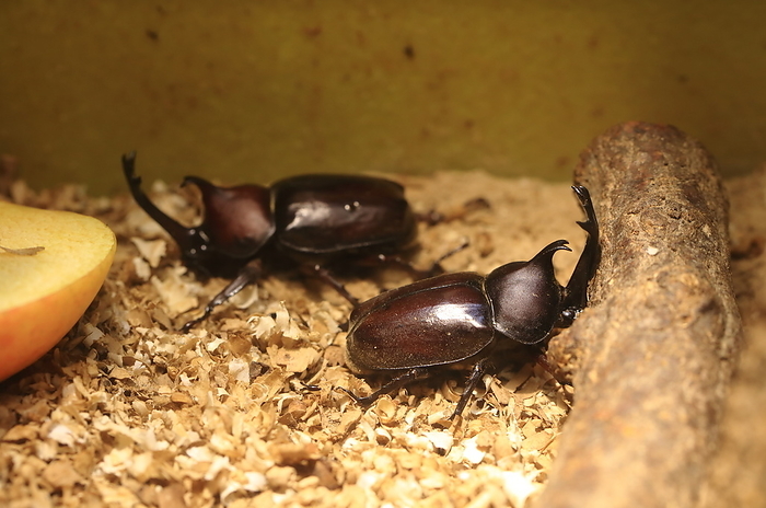 Beetle Tama Zoo