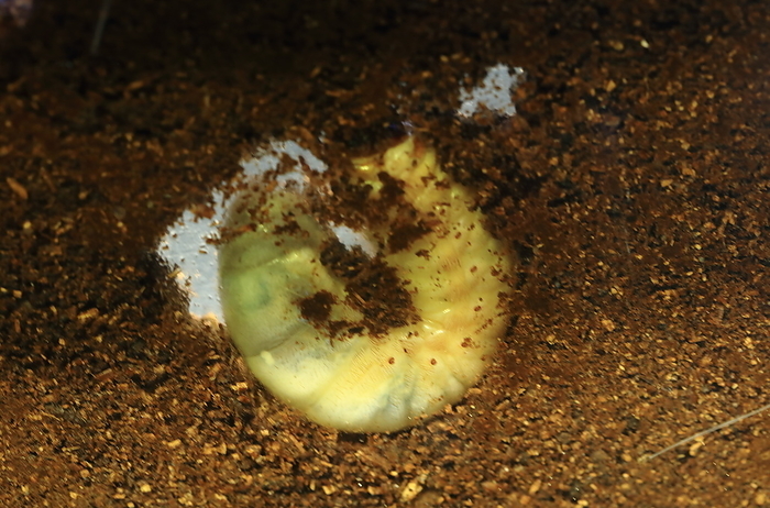 Beetle larva Tama Zoo