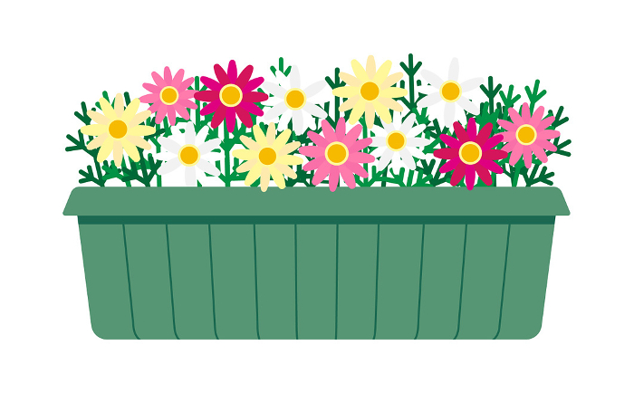 Clip art of pink and yellow marguerites in a planter