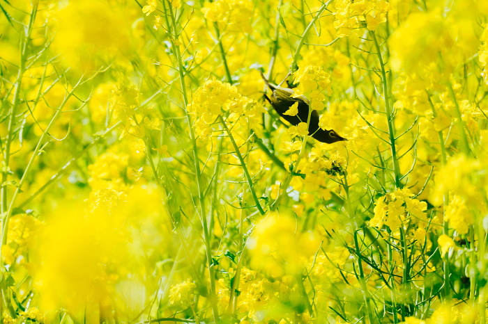 Beautiful rape blossoms and Japanese bush warblers in the Japanese garden