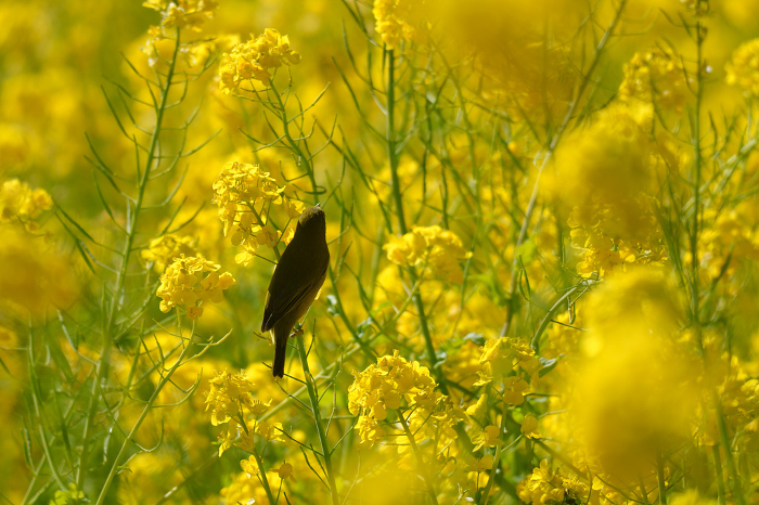 Beautiful rape blossoms and Japanese bush warblers in the Japanese garden