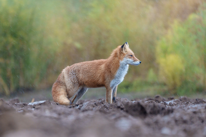 Foxes in the autumn rainfall Cute wild animals in Hokkaido