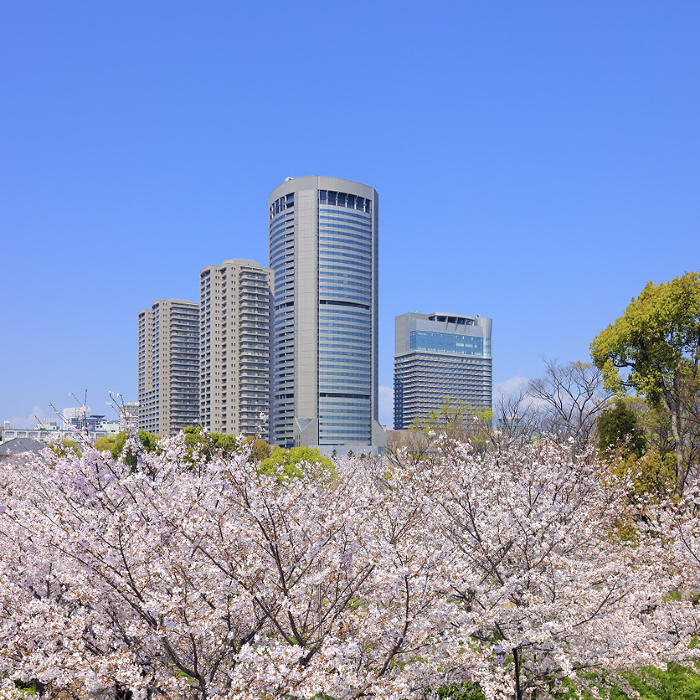 Osaka Amenity Park, cherry blossoms, Someiyoshino