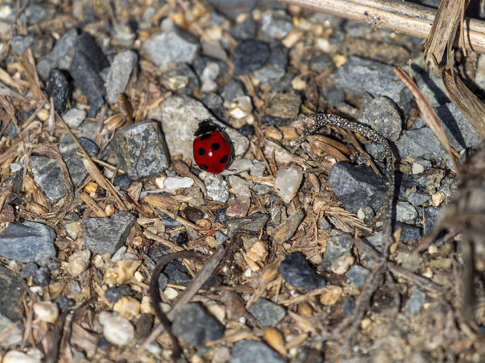 Ladybugs on the ground