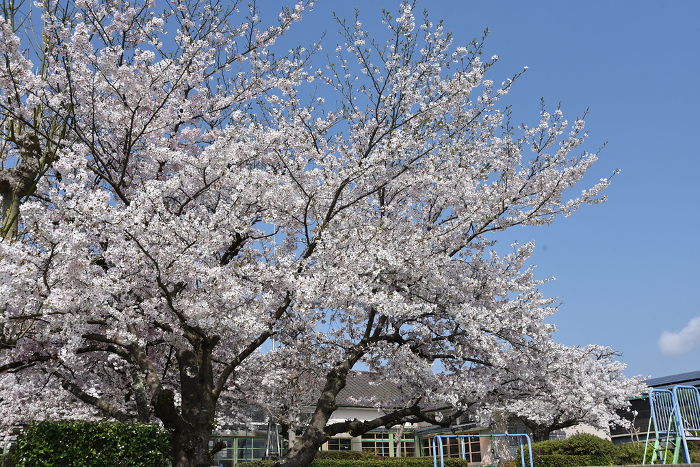 Cherry blossoms Closed school Wooden school building