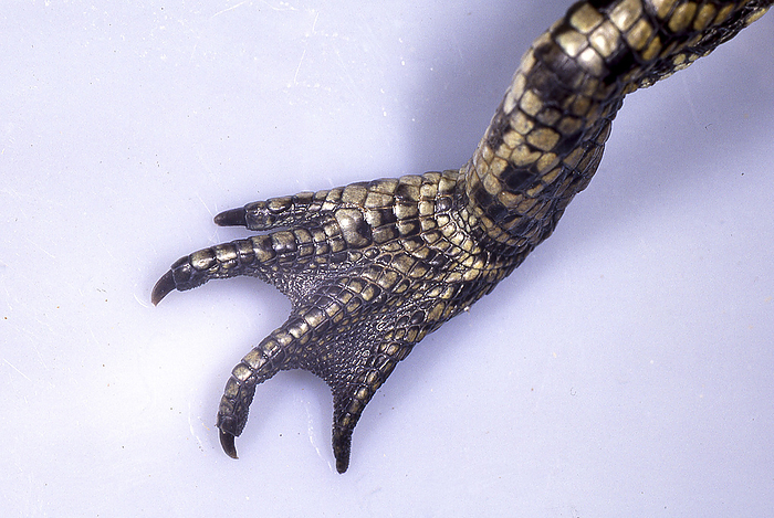 Alligator hindlimb fingers Spectacled caimans have four fingers on their hindlimbs. It has long, sharp claws.