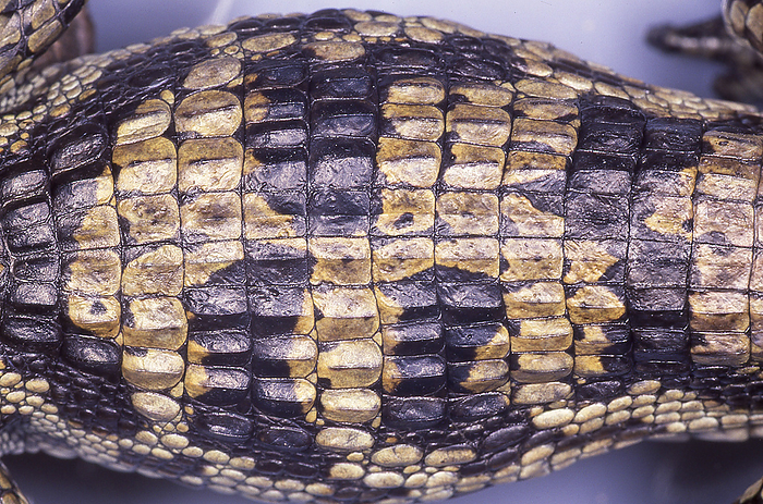 Spectacled caiman skin Crocodile  caiman  skin is used for a variety of purposes, including watch bands, shoes, wallets, and belts.