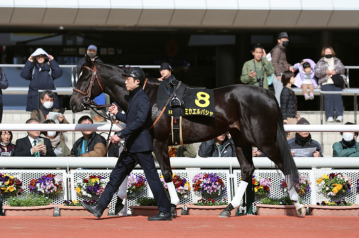   2024 02 24 HANSHIN 09R Salaried 3 years old Open Sumire Stakes   SUMIRE STAKES 6th   2 favorite Michael Pascha  Hanshin Racecourse in Hyogo, Japan, February 24, 2024  Photo by Eiichi Yamane AFLO 