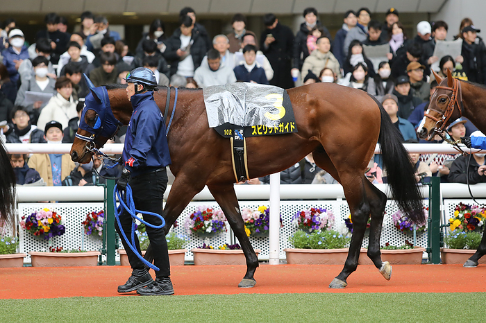 2024 Margaret Stakes 2024 02 25 HANSHIN 10R Sarah type 3 years old Open Margaret S MARGUERITE STAKES 3rd   7 favorite Spirit Guide IRE   Hanshin Racecourse in Hyogo, Japan on February 25, 2024.