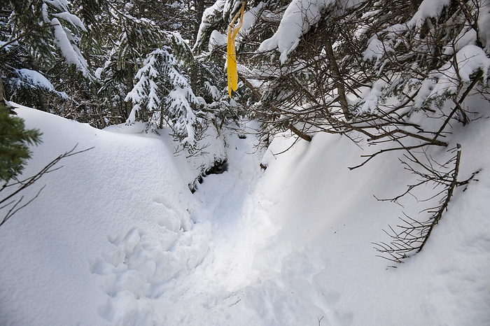 Snowy trail with yellow tape and traces marking the trail