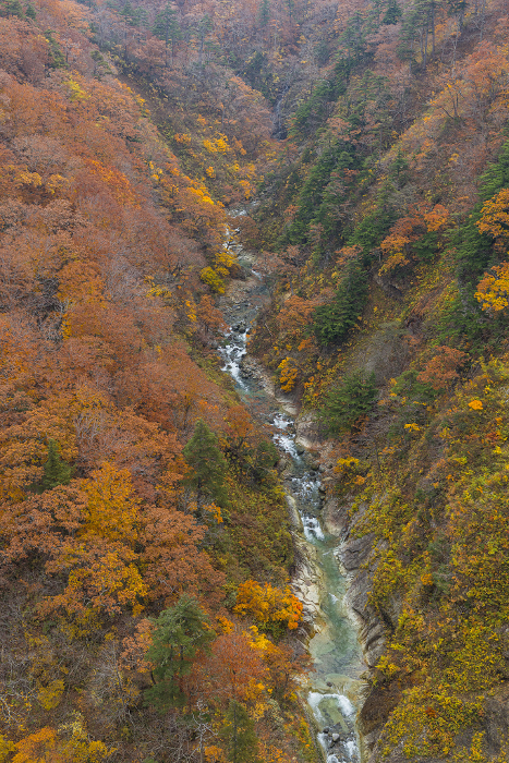 Autumn leaves of Jogakura Stream seen from Jogakura Bridge in Towada-Hachimantai National Park, Aomori City, Aomori Prefecture, Japan