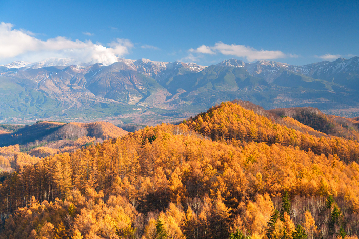 Red larch and the Tokachi Mountain Range