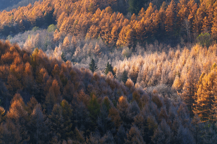 Red larch leaves and foggy ice between autumn and winter, Hokkaido, the most beautiful place in Japan.