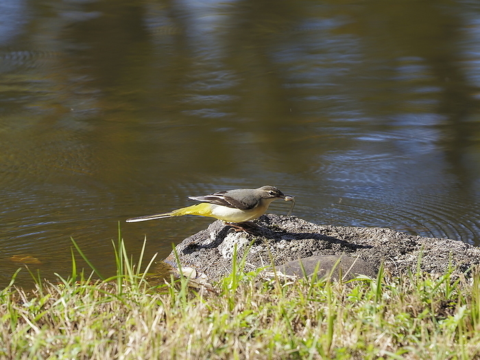 A wagtail catching a fish