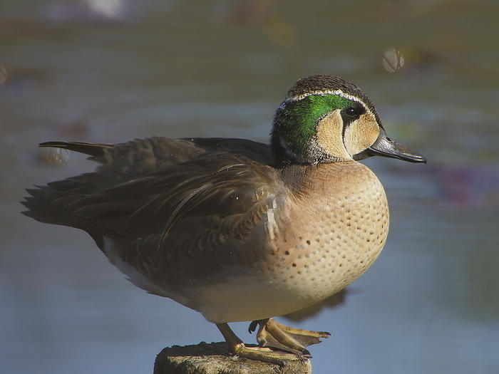 Baikal teal (species of dabbling duck, Anas formosa)