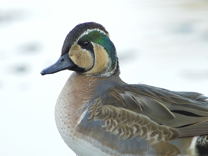 Baikal teal (species of dabbling duck, Anas formosa)