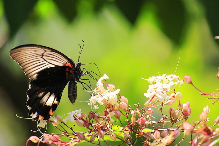 Parnassius stubbendorfii (species of swallowtail butterfly)