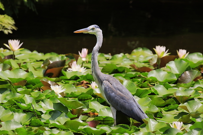 Blue Heron at Water Lily Pond