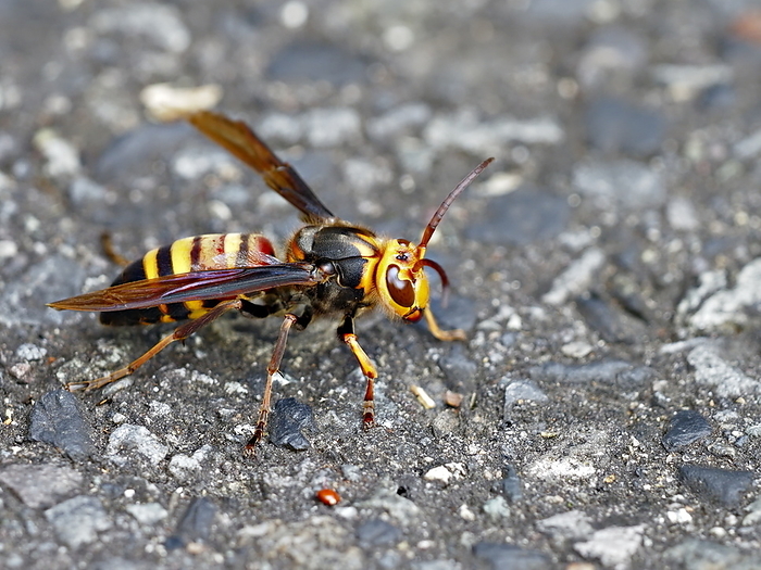 Vespa ducalis (species of hornet)