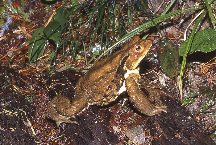 Japanese toad  Bufo japonicus  Endemic to Japan, distributed mainly in the Kinki region and southward. Also called  toad.