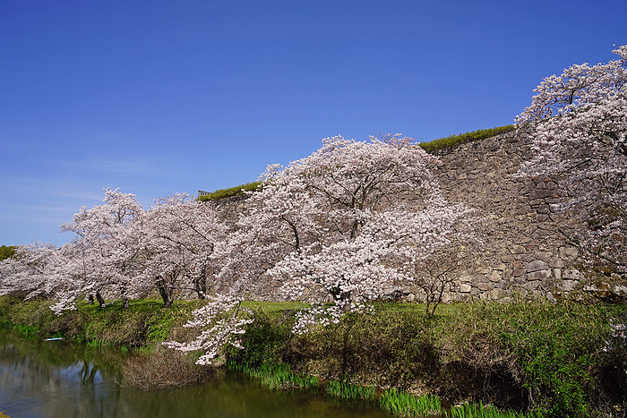 Cherry blossoms at the ruins of Sasayama Castle, Sasayama, Hyogo Pref.                                