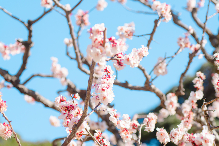 Beautiful plum blossoms in a garden in Tokyo
