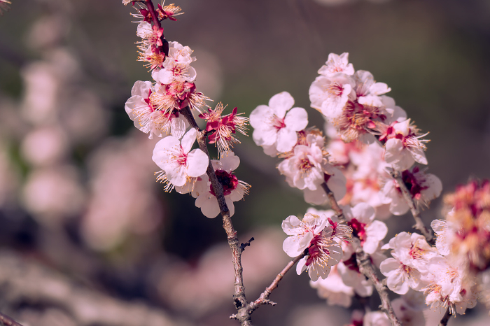 Beautiful plum blossoms in a Japanese garden
