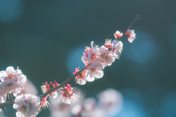 Beautiful plum blossoms in a Japanese garden