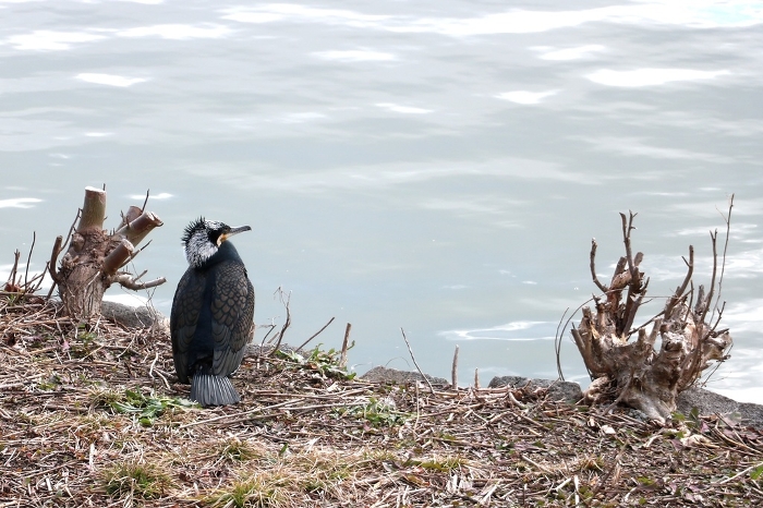 A cormorant standing by the water's edge