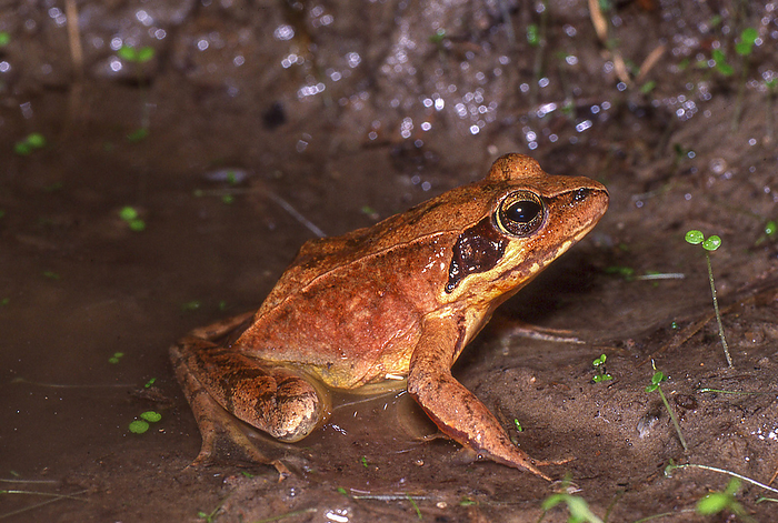 Japanese brown frog  Rana japonica  Endemic to Japan, the breeding season begins earlier than other frog species. Because it lives on the plains, it is susceptible to human influence, and its numbers are declining rapidly in many areas. 