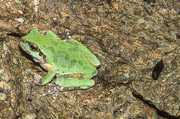 Japanese tree frog poop Eats insects, etc. Poop is large for its body  black mass on the right of the photo .
