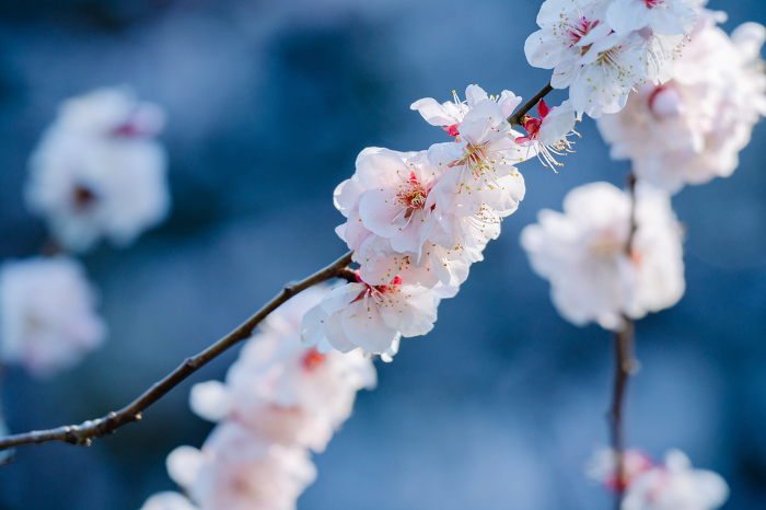 Beautiful plum blossoms in Tokyo