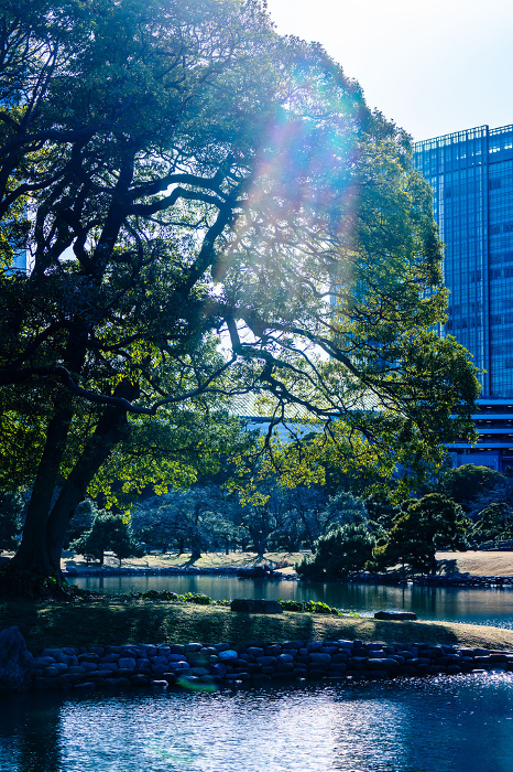 Sunlight shining on a pond in a Japanese garden in Tokyo