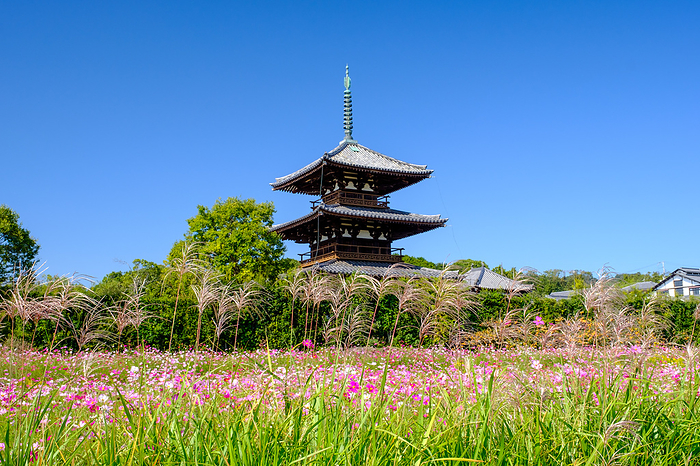 Hokki-ji Temple Three-storied pagoda Cosmos Ikaruga Town, Nara Pref.
