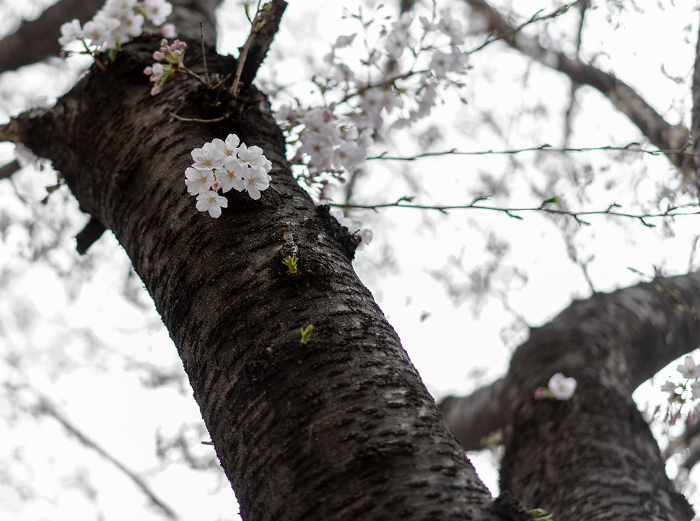 Cherry blossoms in a park in Azabu