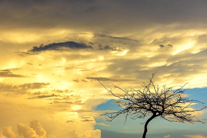 Silhouette of dry tree during sunset with big clouds in the background, Belo Horizonte, Minas Gerais, Brasil, by Fred Pinheiro