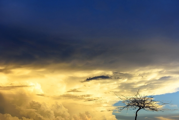 Silhouette of dry tree during sunset with big rain clouds in the background, Belo Horizonte, Minas Gerais, Brasil, by Fred Pinheiro